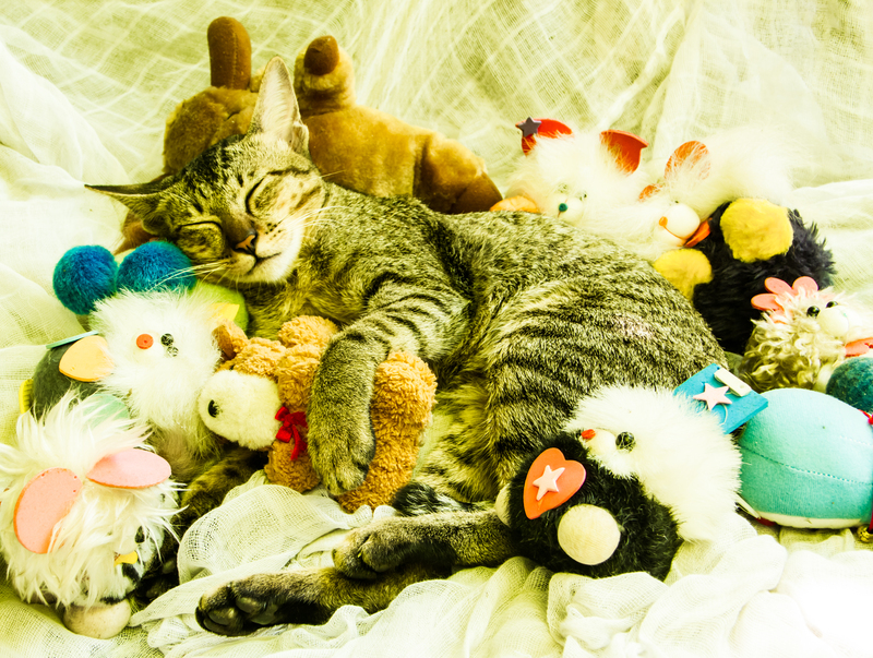 Moving company moving services